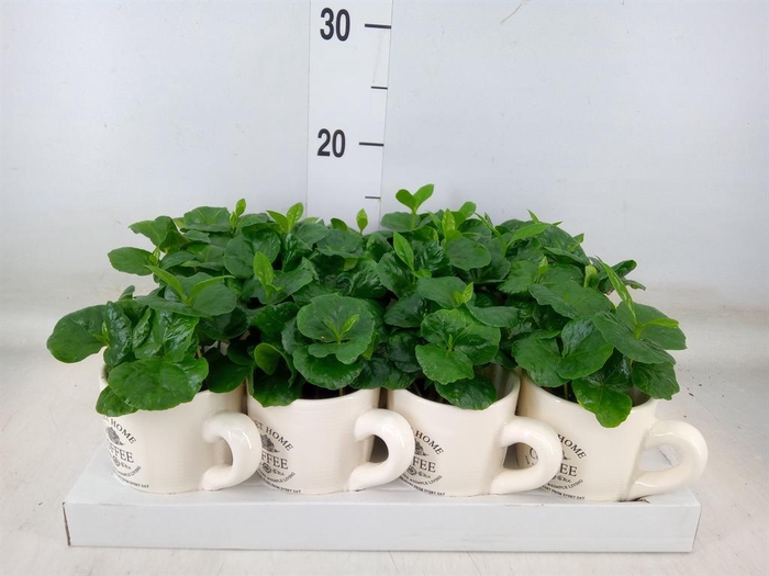 <h4>Coffea arabica</h4>