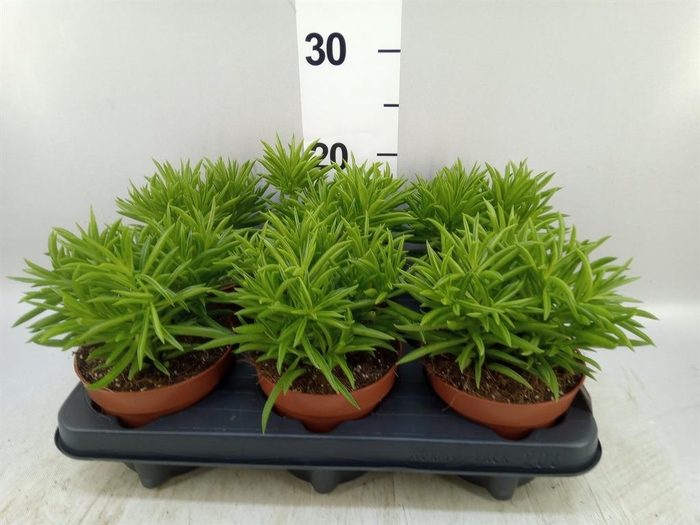 <h4>Peperomia ferreyrae 'Happy-Bean'</h4>