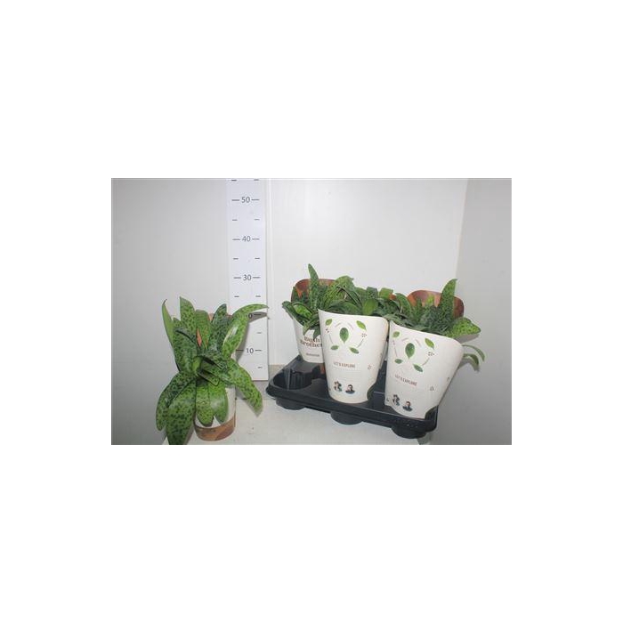 <h4>Drimiopsis Maculata</h4>