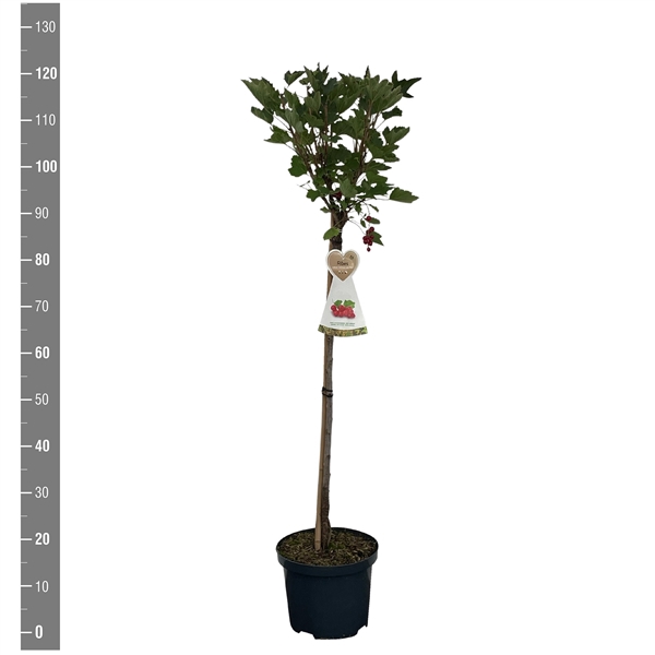 <h4>Ribes r. Rood Jonkheer van Tets stam 60 cm (rode bes)</h4>