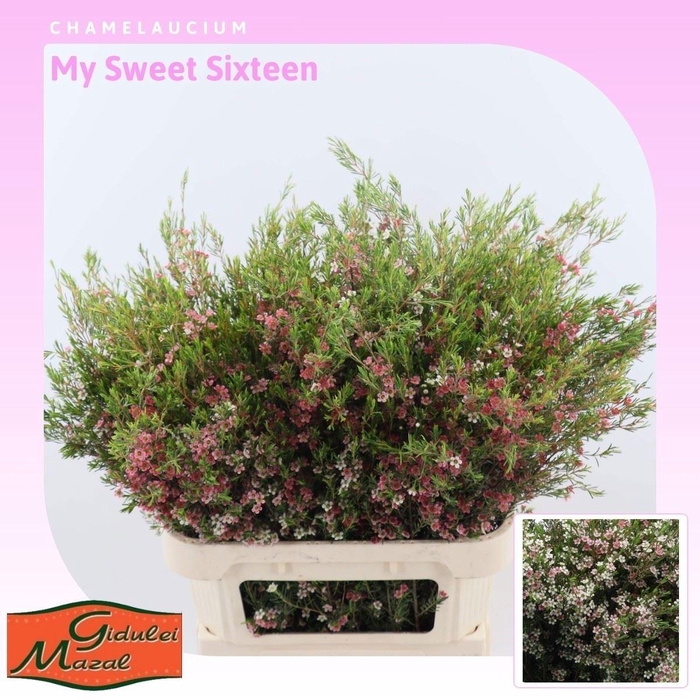 <h4>CHAME UN MY SWEET 16</h4>