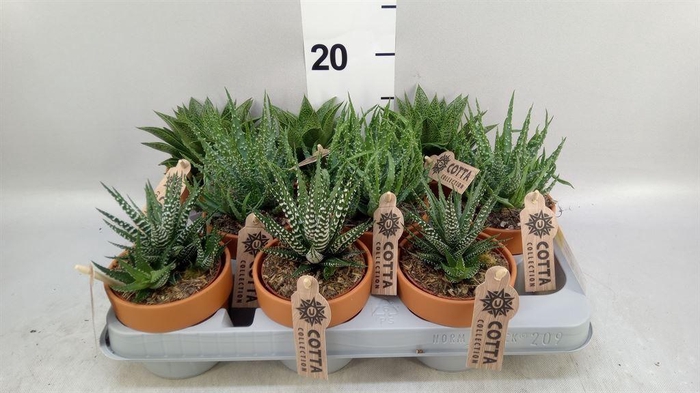 <h4>Aloe   ...mix</h4>
