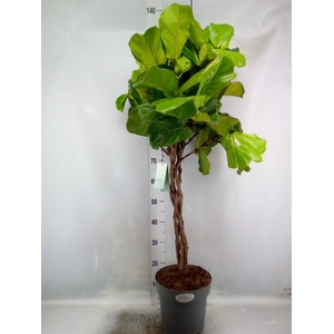 Ficus lyrata