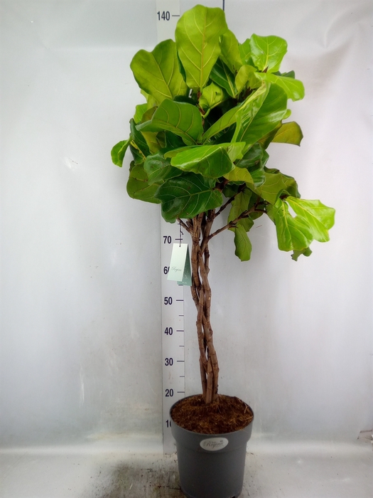 <h4>Ficus lyrata</h4>