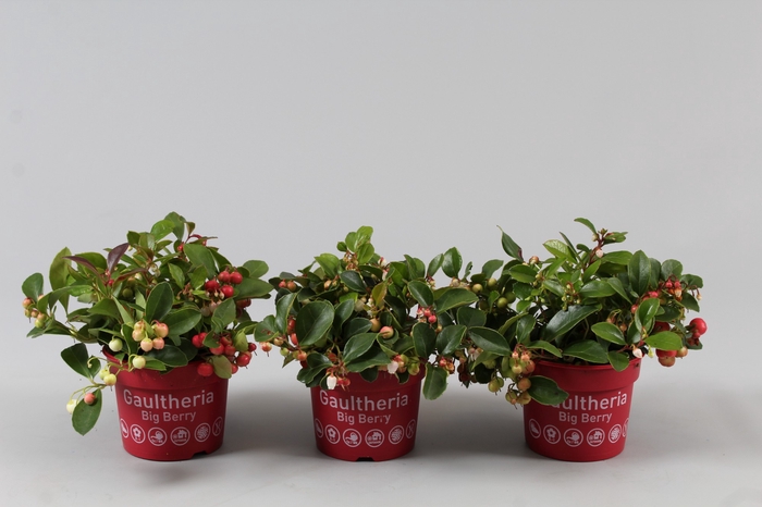 <h4>Gaultheria Big Berry</h4>