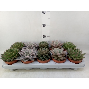 Echeveria ...mix