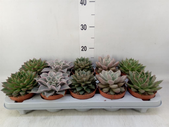 <h4>Echeveria   ...mix</h4>