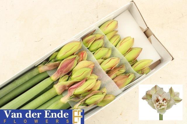 <h4>HIPP DG IRINIA</h4>