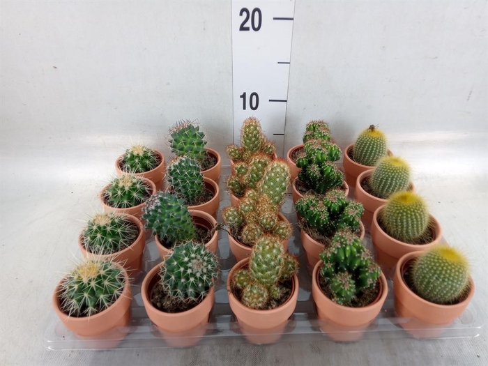 <h4>Cactus   ...mix  5</h4>