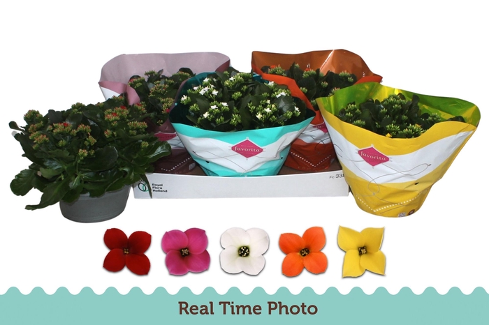 <h4>KAL EN GEM 5 KL</h4>