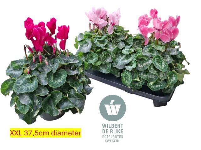 <h4>CYCL GR SUP MAMMOTH</h4>