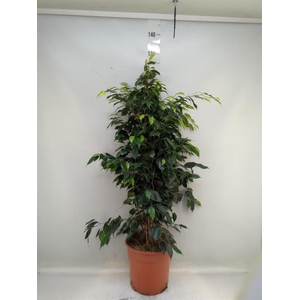Ficus benja. 'Danielle'
