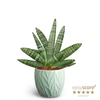 SANSEVIERIA BONCELLENSIS P10 LEAF