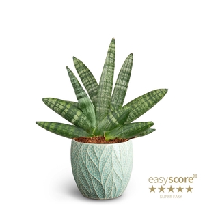 SANSEVIERIA BONCELLENSIS P10 LEAF