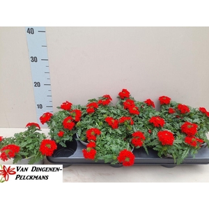 VERBE LASCAR RED