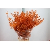 Ruscus Preserved Oranje
