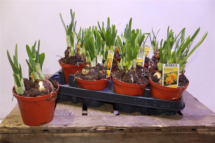 <h4>arr8 Narc Tete De Luxe</h4>