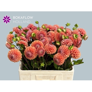 DAHLIA CORNEL BRONZE