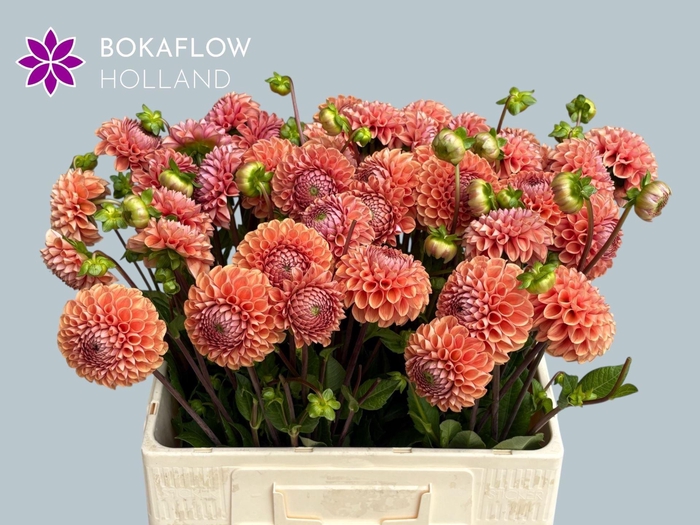 <h4>DAHLIA CORNEL BRONZE</h4>