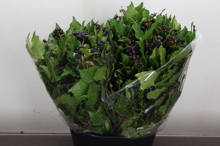 <h4>Hedera 400 Gr</h4>