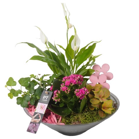 <h4>PTIG6812 Arrangementen kamerplanten</h4>