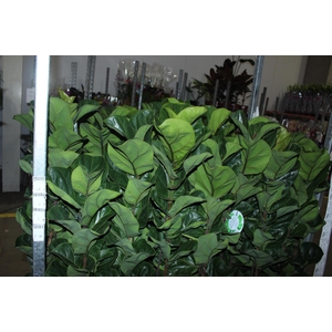 FICUS LYRATA BAMBINO P23 MIN 3 HT COMPACTO