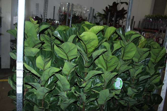 FICUS LYRATA BAMBINO P23 MIN 3 HT COMPACTO