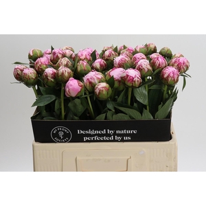Paeonia Sarah Bernhardt