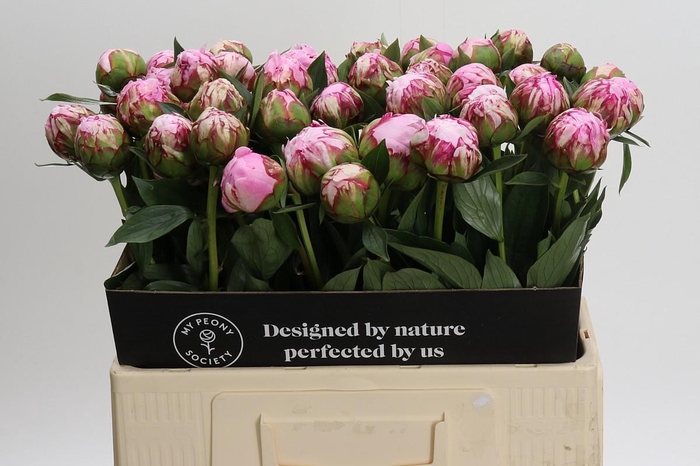 <h4>Paeonia Sarah Bernhardt</h4>
