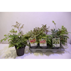 arr8 Astilb Gem 2 Kl Red & White