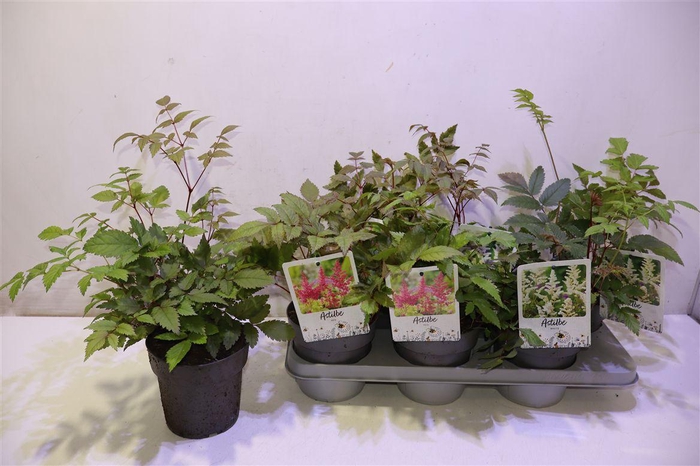 <h4>arr8 Astilb Gem 2 Kl Red & White</h4>