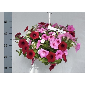 .Hanging baskets petunia pink/red mix