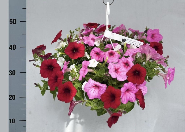 <h4>.Hanging baskets petunia pink/red mix</h4>