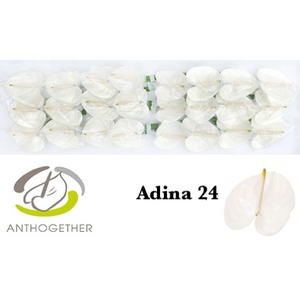 Anthurium Adina