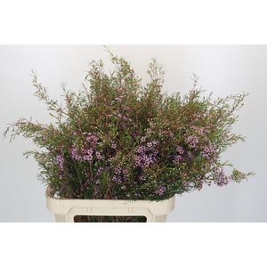 Chamelaucium Early Nir