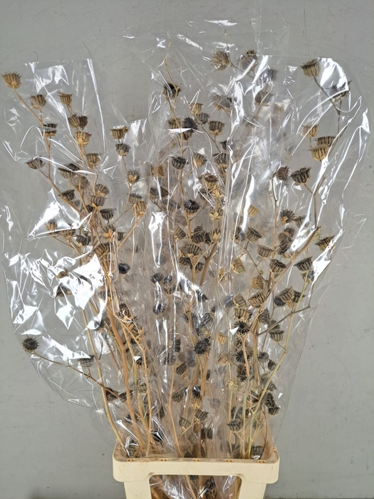 <h4>DF Lavatera Bs</h4>