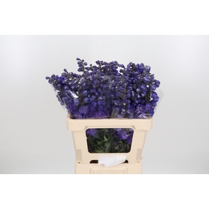 Delphinium El Christel