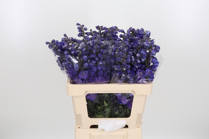 <h4>Delphinium El Christel</h4>