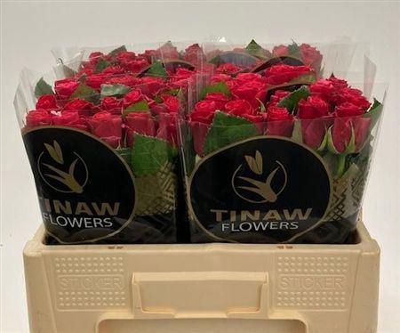 <h4>R Gr Tacazzi</h4>