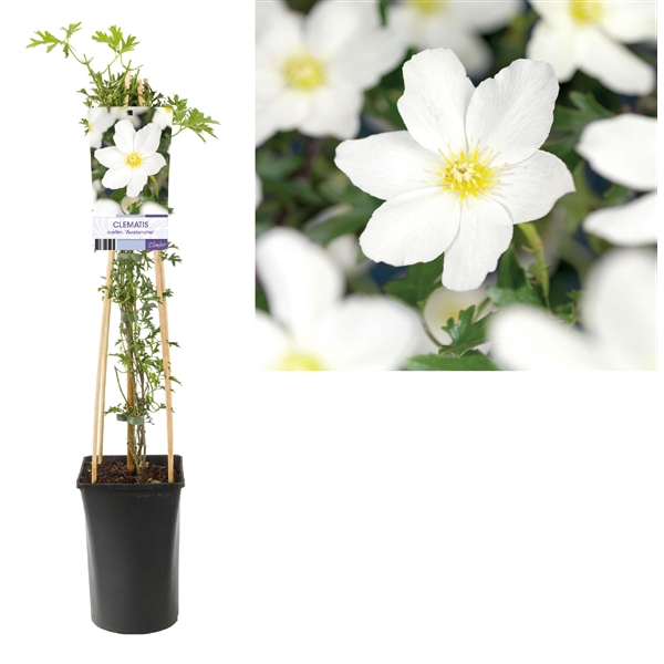 <h4>Clematis cartm. Avalanche +light label</h4>