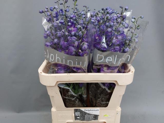 <h4>DELPH DU DELP POWER</h4>