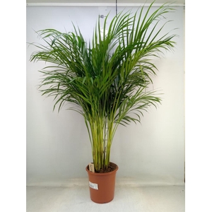 Dypsis lutescens   ...Chrysalidoca