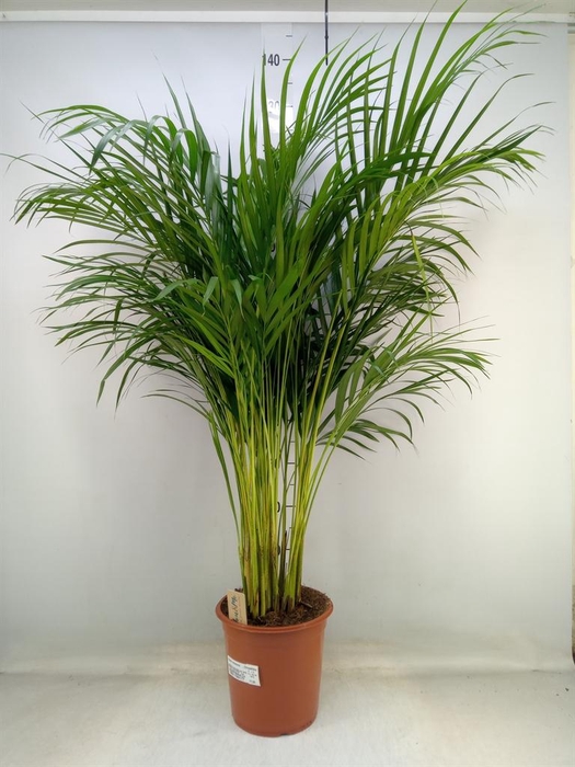 <h4>Dypsis lutescens   ...Chrysalidoca</h4>