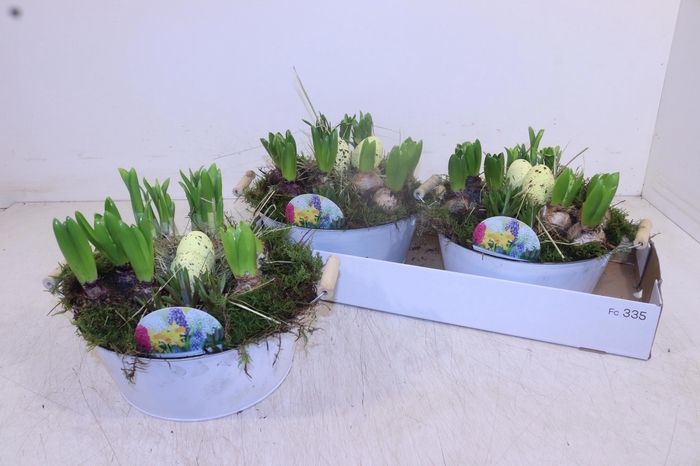 <h4>ARR BOL KNOLGEWAS</h4>