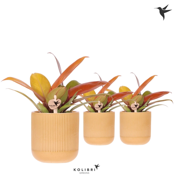 <h4>Kolibri Greens Philodendron Ruby red in Flare pot ocher</h4>