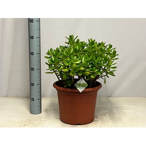 CRASS OVATA