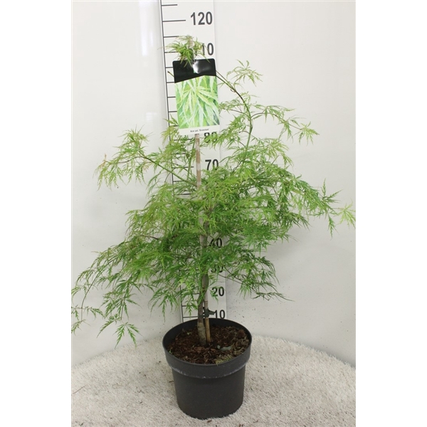 <h4>Acer palmatum 'Dissectum' P29 potgekweekt</h4>