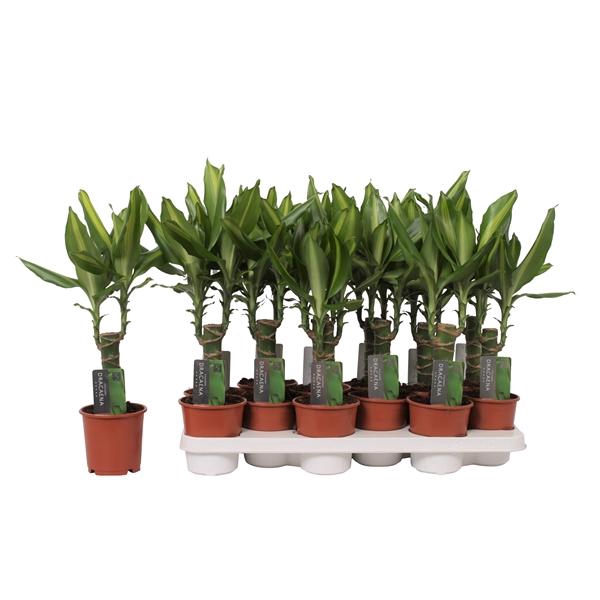 <h4>Dracaena fragrans 'Mass Coast'</h4>