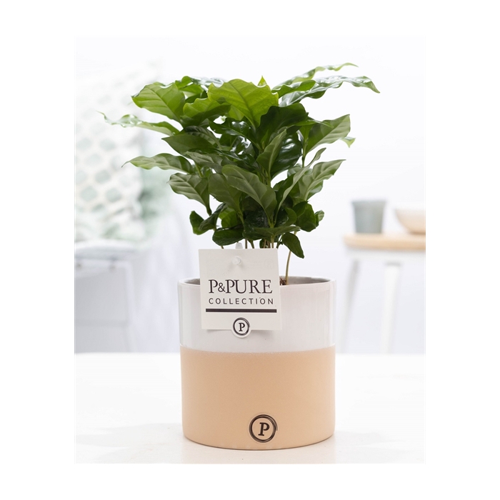 <h4>Coffea Arabica in P&PURE Rosy ceramics</h4>