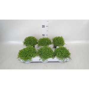 Soleirolia soleirolii   ...green